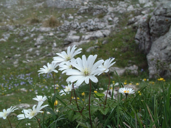 Anemone apennina e Anemone hortensis